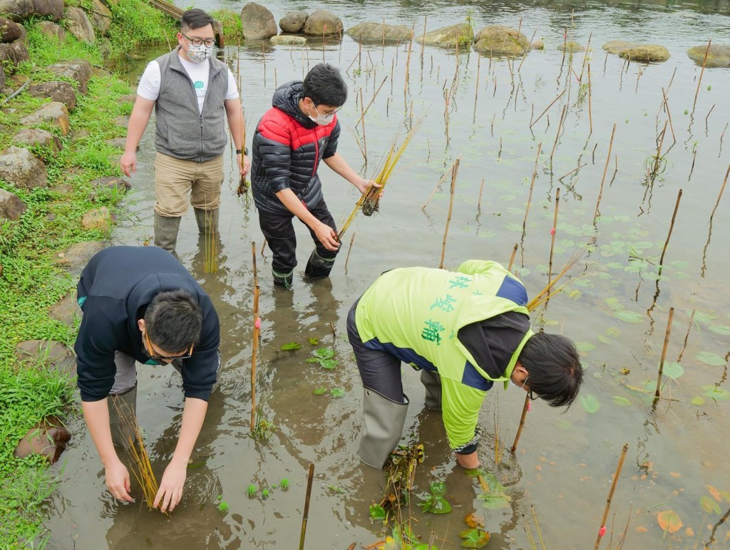 Wonder Greener team collecting lepironia. (Facebook, Wonder Greener photo)