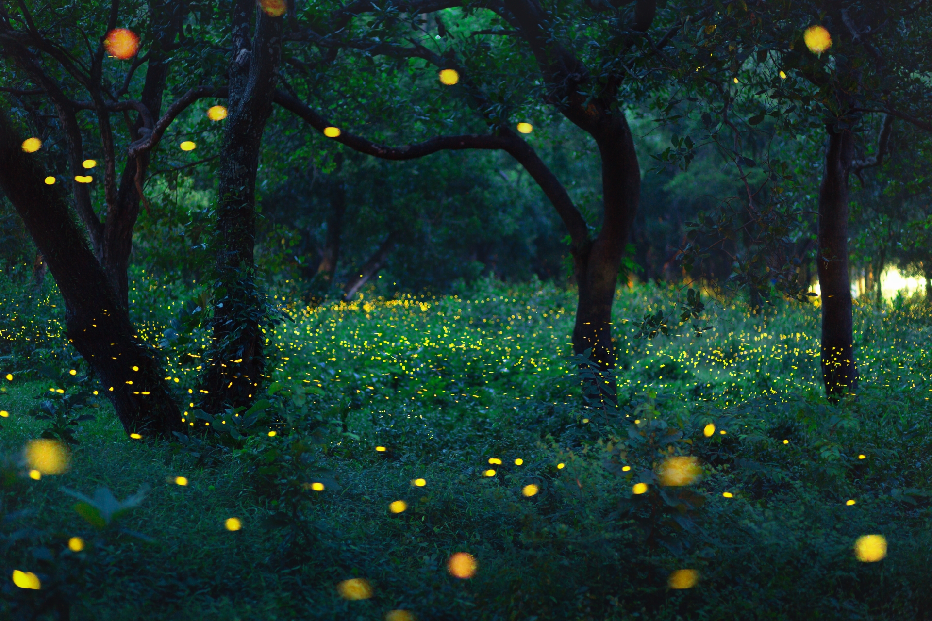 Regent_Regent Family Cruise - A Firefly Voyage_Families can enjoy exciting Firefly Ecological Tour guided by professionals_0.jpg