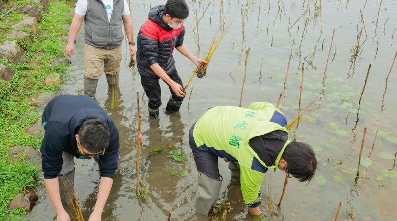 Wonder Greener team collecting lepironia. (Facebook, Wonder Greener photo)